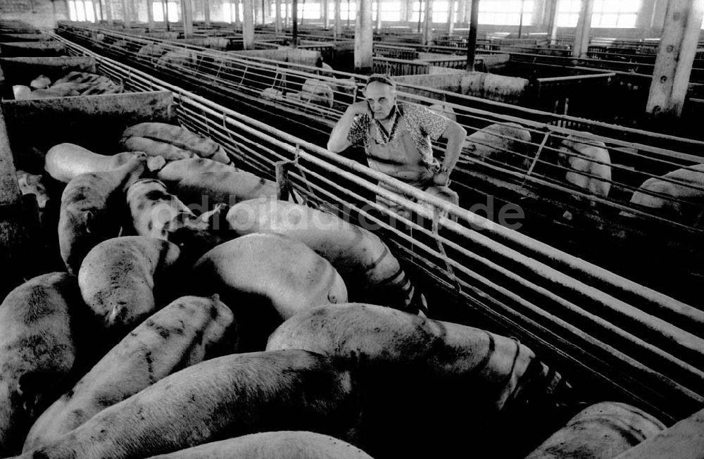 DDR-Fotoarchiv: 2 - Schweinemast LPG I Schweinemeister Schiefelbein Foto: Winkler Umschlagnummer: 950
