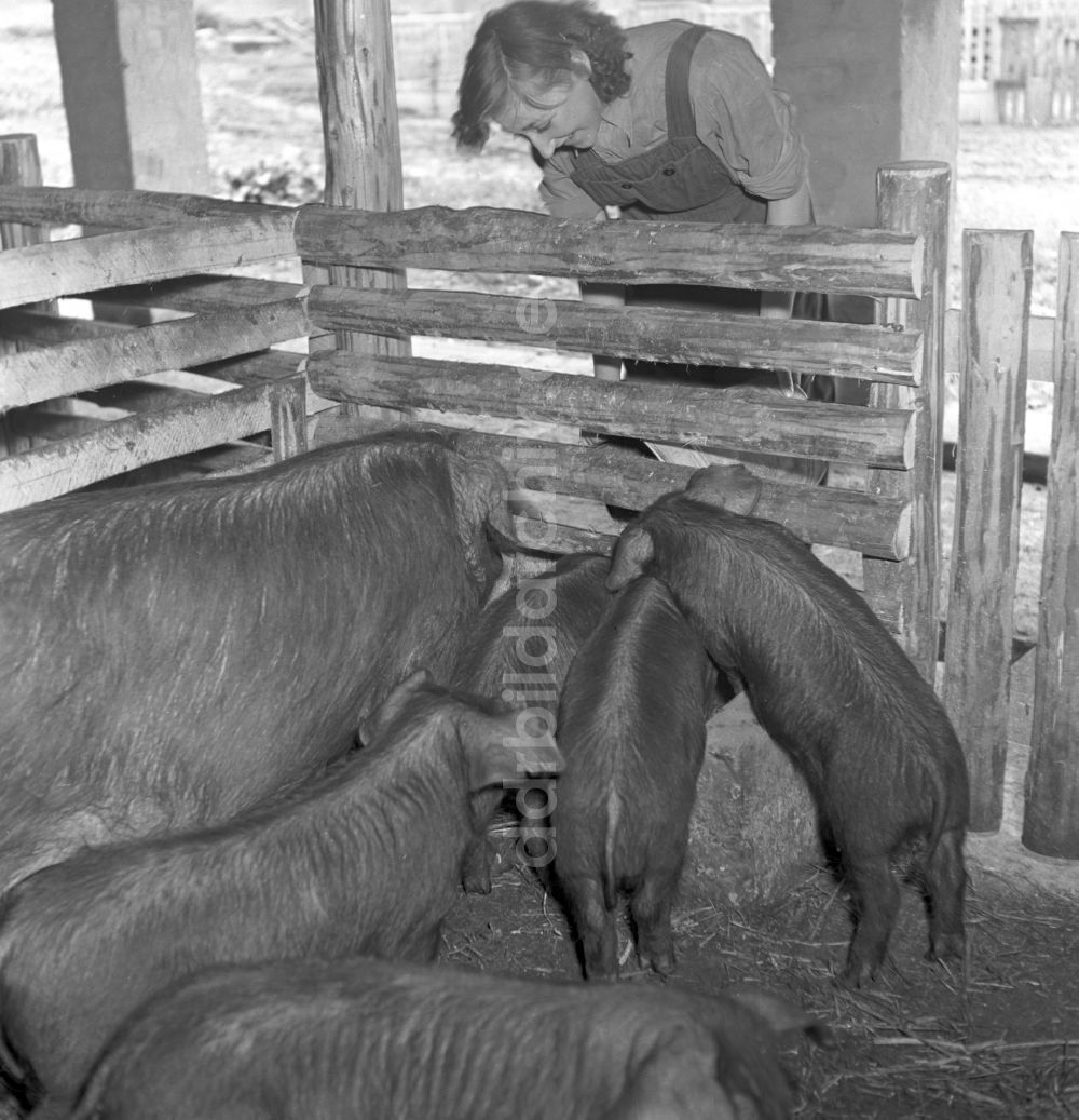 DDR-Bildarchiv: Stolpen - Schweinezucht in Stolpen in der DDR