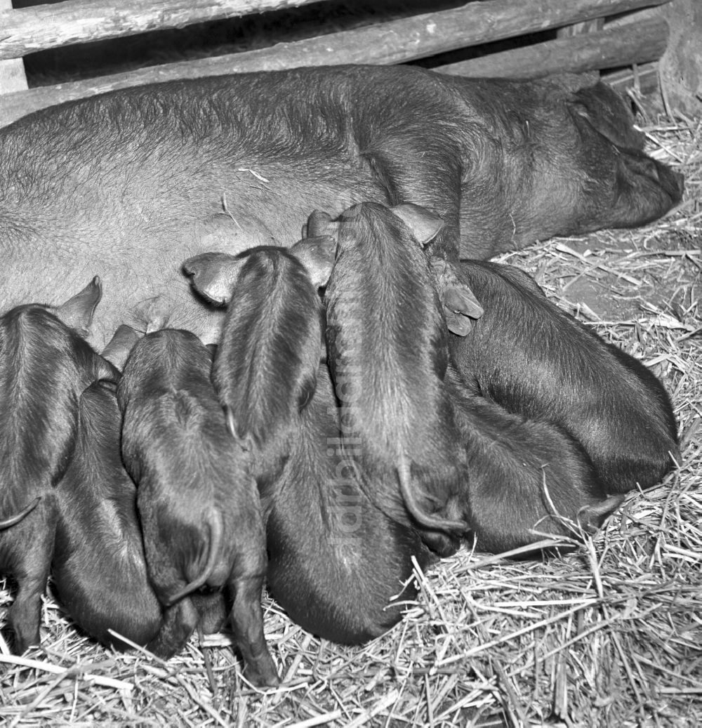 DDR-Bildarchiv: Stolpen - Schweinezuchtanlage in Stolpen in der DDR