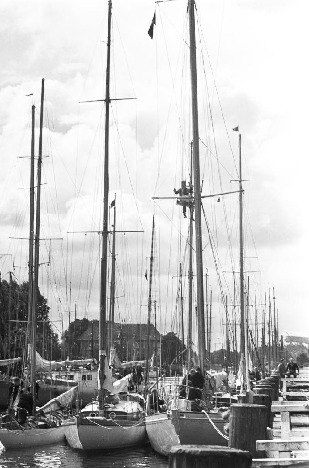 DDR-Bildarchiv: Rostock - Segelschiffe im Yachthafen in Rostock Warnemünde, 1961