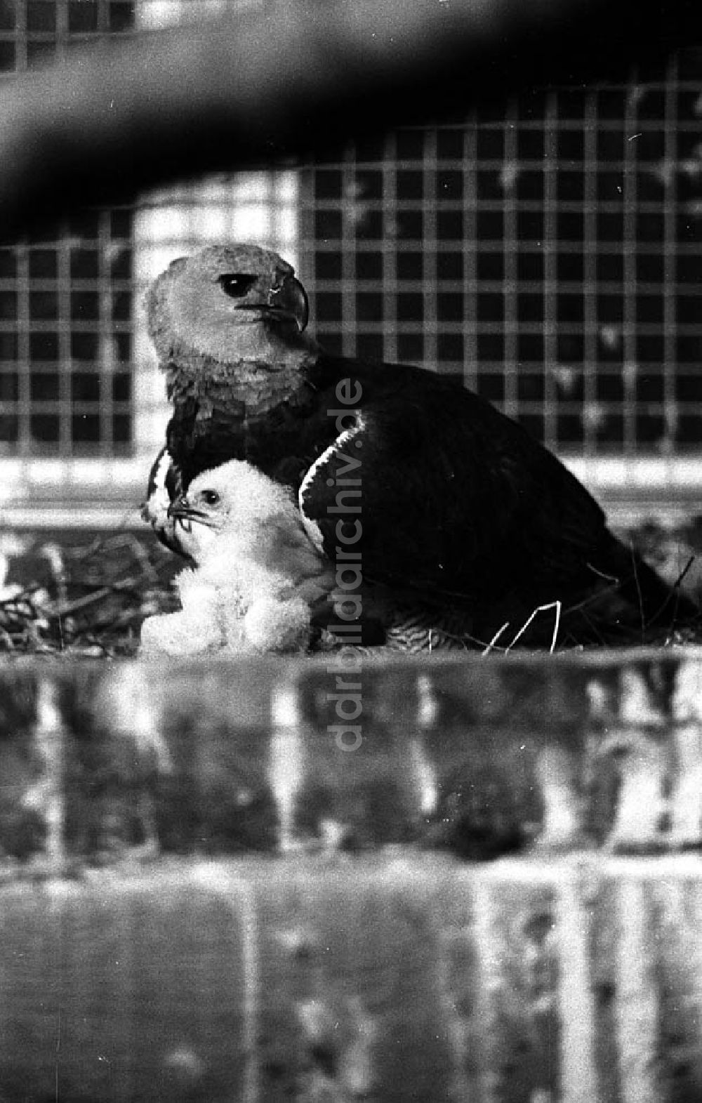 DDR-Fotoarchiv: Berlin - Lichtenberg - Seltene Tiere im Tierpark (Berlin-Lichtenberg) Umschlagnr.: 1250 Foto: Winkler
