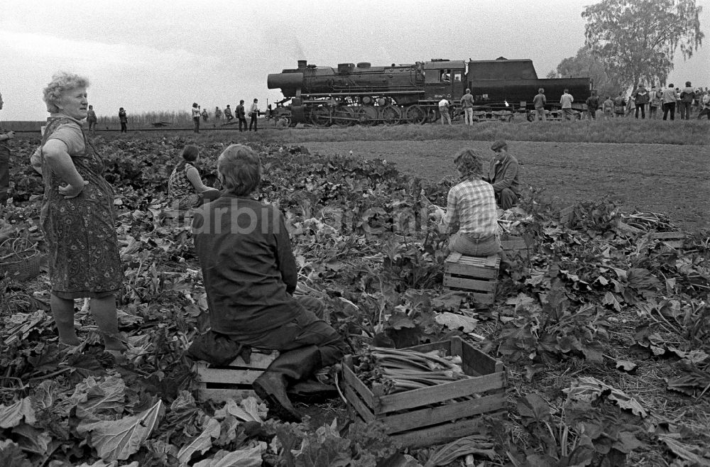 Fürstenberg/Havel: Sonderfahrt des Traditionszuges Dampflokomotive der Deutschen Reichsbahn der Baureihe in Fürstenberg / Havel im Bundesland Brandenburg in der DDR
