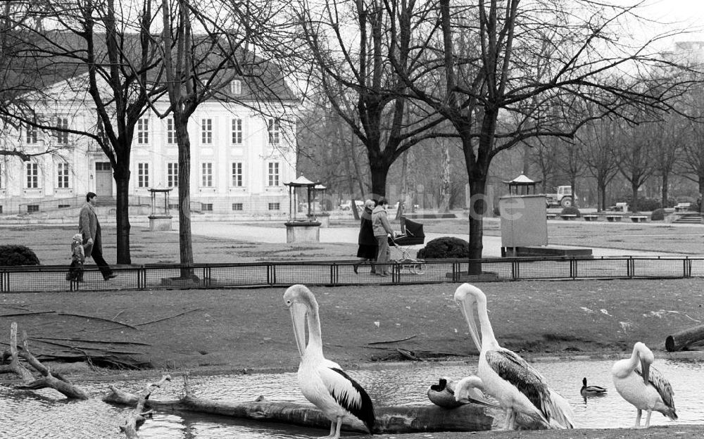 DDR-Fotoarchiv: Berlin - Spaziergang im Berliner Tierpark