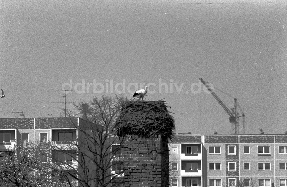 DDR-Fotoarchiv: Berlin-Hellersdorf - Storchennest - Hellersdorf 12.04.89 Foto: Grahn Umschlagnummer: 0410