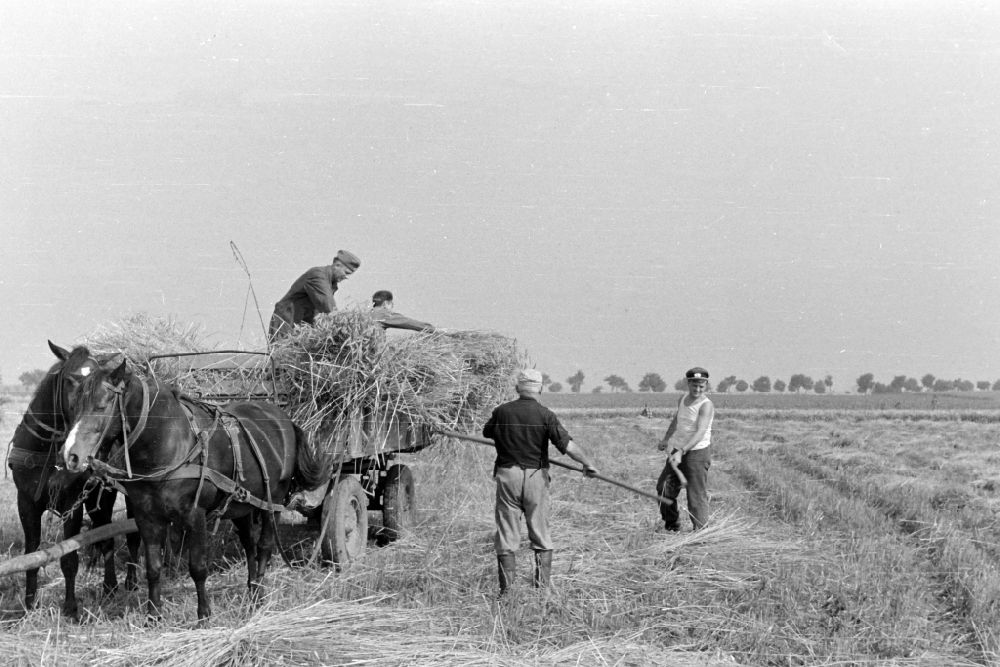 Bückwitz: Strohernte auf einem Feld in Bückwitz in der DDR