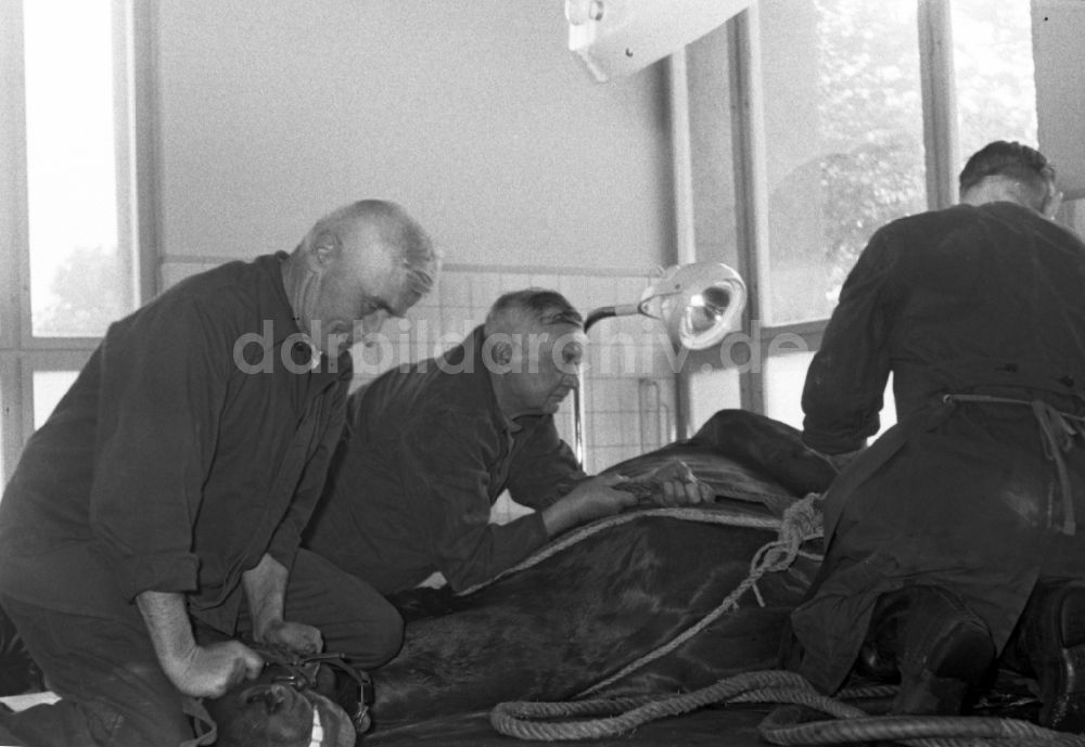 DDR-Fotoarchiv: Hoppegarten - Tierarzt bei einer Operation eines Pferdes in Hoppegarten in Brandenburg in der DDR
