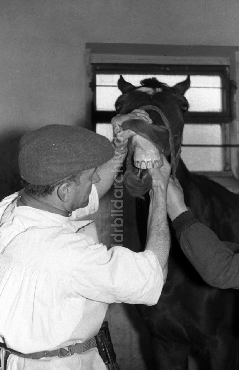 DDR-Bildarchiv: Hoppegarten - Tierarzt bei Zahnbeandlung eines Pferdes in Hoppegarten in Brandenburg in der DDR