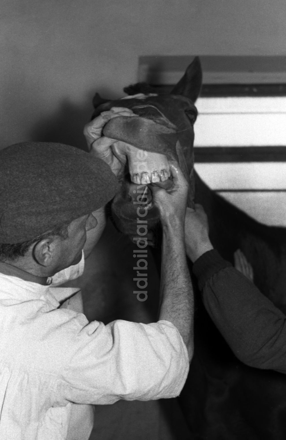 DDR-Fotoarchiv: Hoppegarten - Tierarzt bei Zahnbeandlung eines Pferdes in Hoppegarten in Brandenburg in der DDR