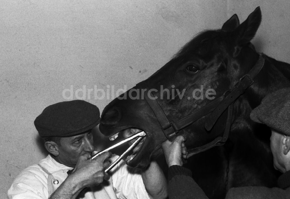Hoppegarten: Tierarzt bei Zahnbeandlung eines Pferdes in Hoppegarten in Brandenburg in der DDR