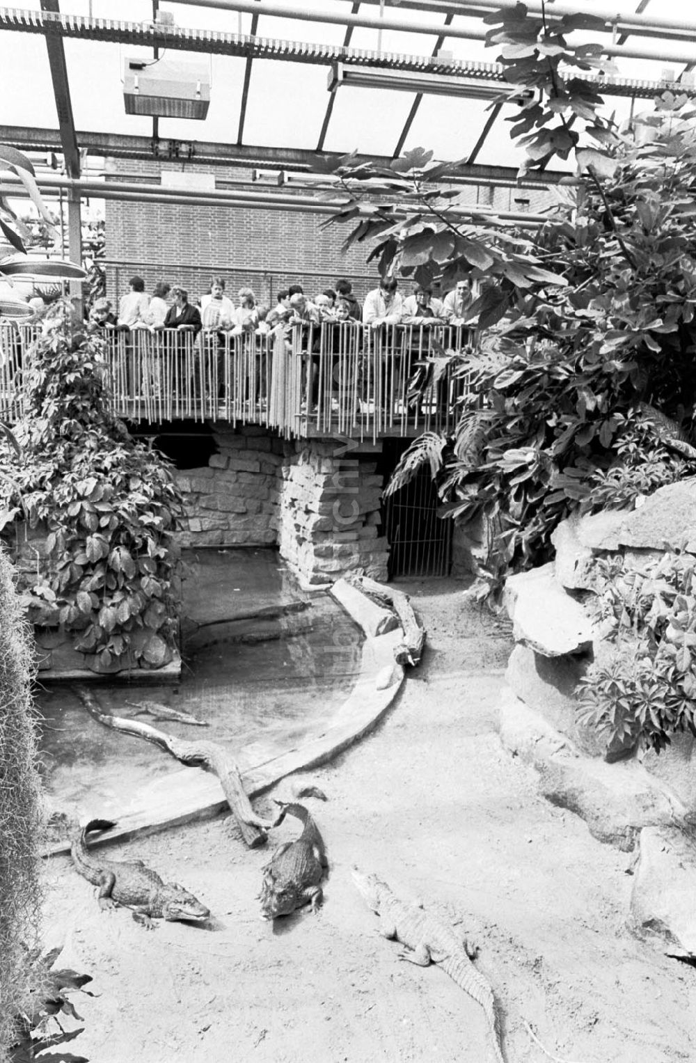 DDR-Bildarchiv: Berlin-Friedrichsfelde - Tierpark Berlin, Krokodile im Terrarium 03.08.89 Foto: ND/Grahn Umschlagnummer: 0918