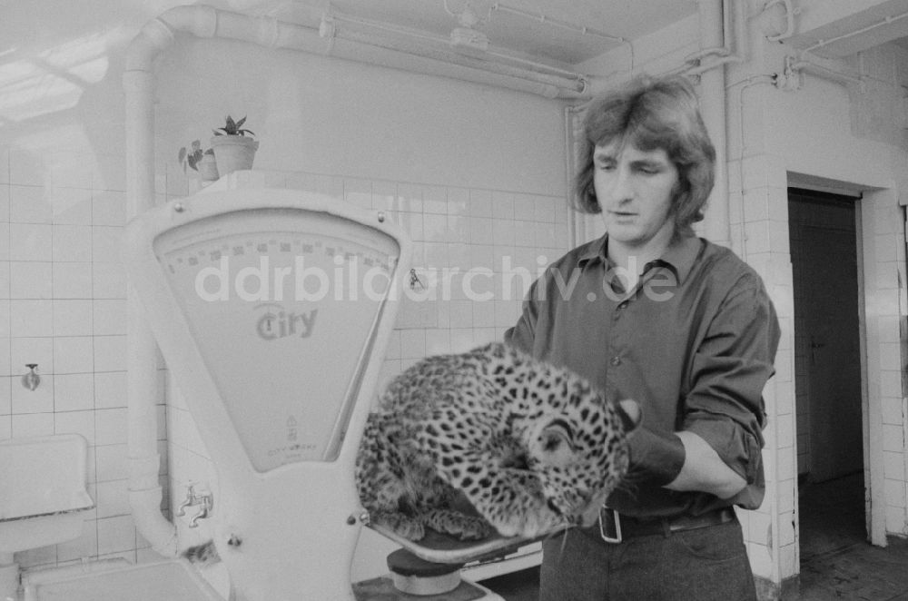DDR-Bildarchiv: Berlin - Tierpfleger im Tierpark Berlin - Friedrichsfelde wiegt ein Leopardenbaby in Berlin, der ehemaligen Hauptstadt der DDR, Deutsche Demokratische Republik