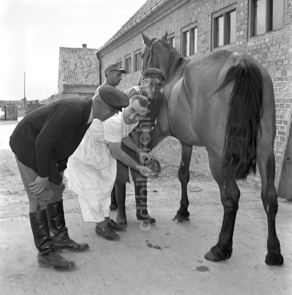 DDR-Bildarchiv: Rostock - Veterinärmedizinische Behandlung an Pferden in der Tierklinik in Rostock in Mecklenburg-Vorpommern in der DDR