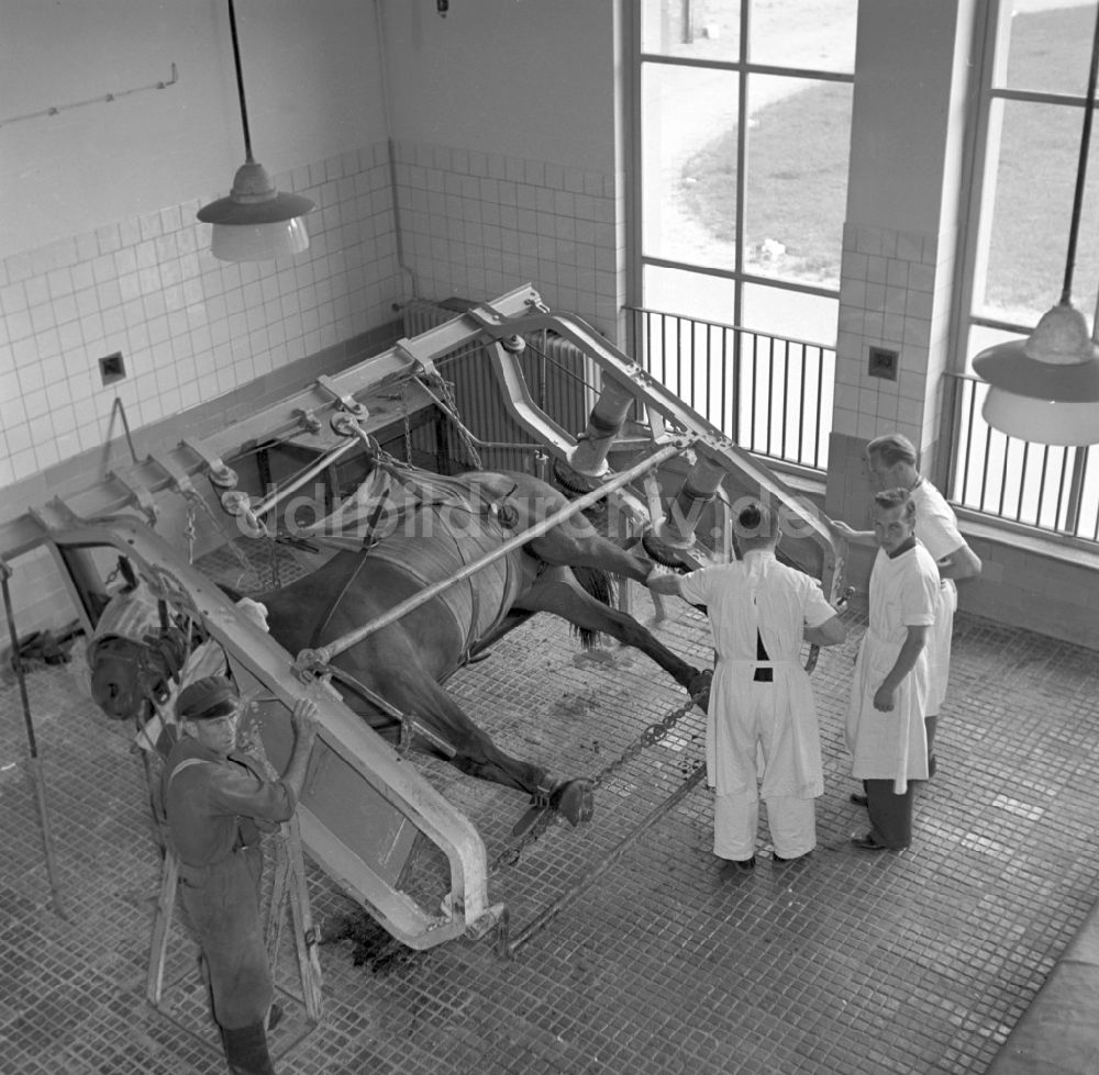 DDR-Fotoarchiv: Rostock - Veterinärmedizinische Behandlung an Pferden in der Tierklinik in Rostock in Mecklenburg-Vorpommern in der DDR