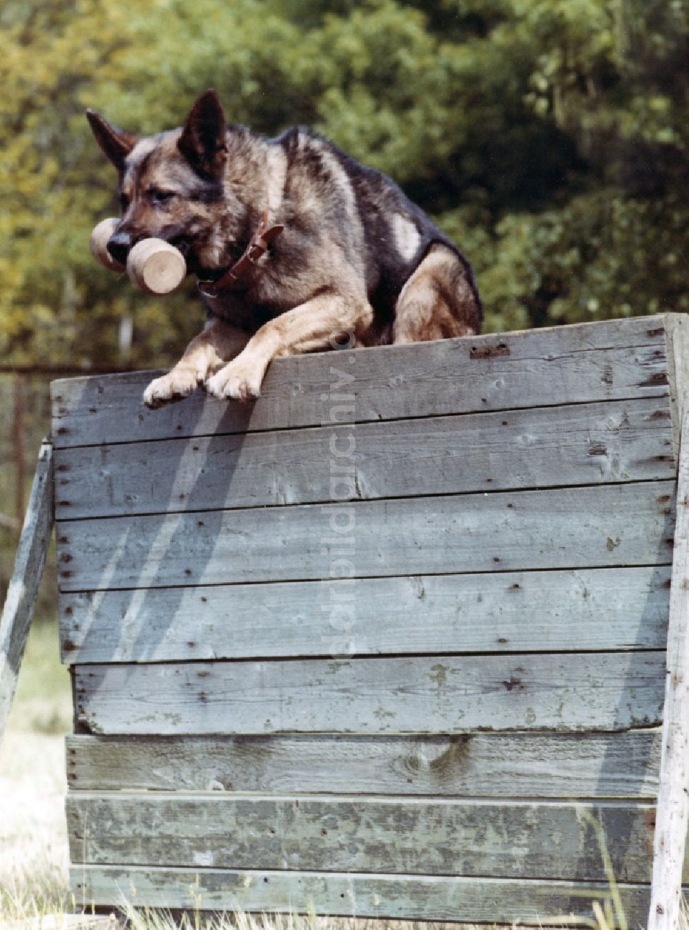 DDR-Bildarchiv: Abbenrode - Wachhundeausbildung durch Soldaten der Grenztruppen der DDR