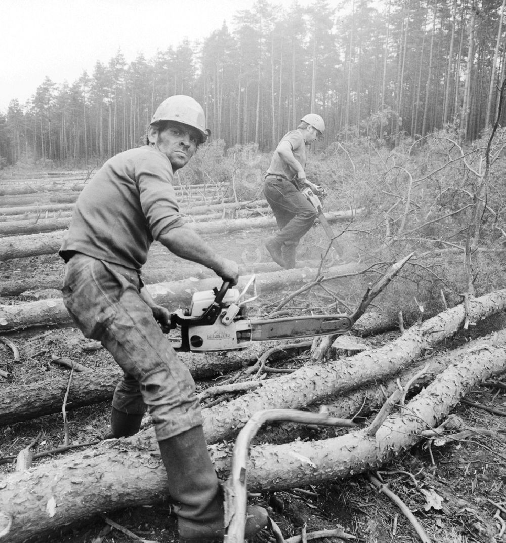 DDR-Fotoarchiv: Grünheide (Mark) - Wald- und Forstarbeiter beim roden von Kiefern im Wald in Grünheide (Mark)im heutigen Bundesland Brandenburg