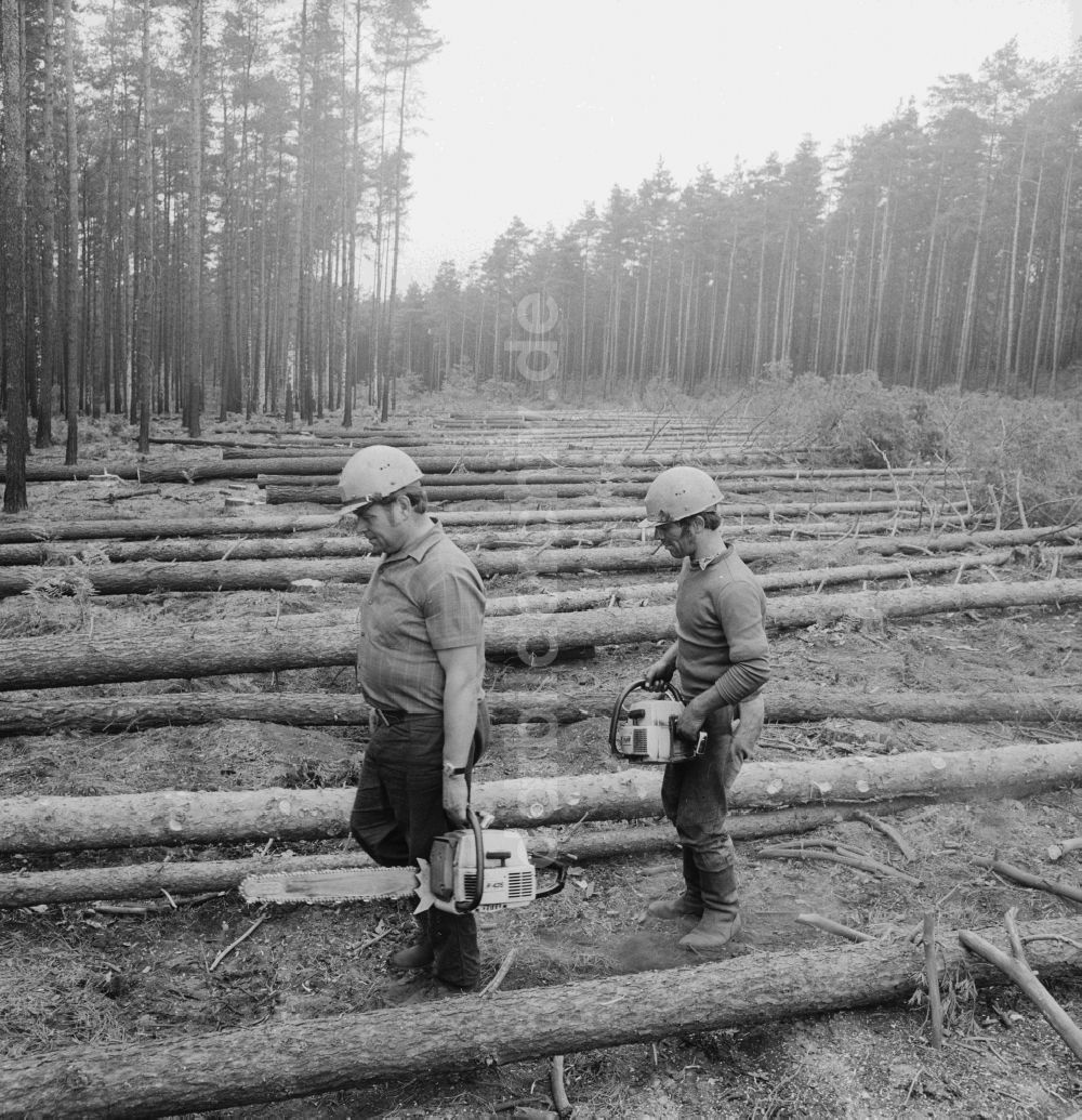 Grünheide (Mark): Wald- und Forstarbeiter beim roden von Kiefern im Wald in Grünheide (Mark)im heutigen Bundesland Brandenburg