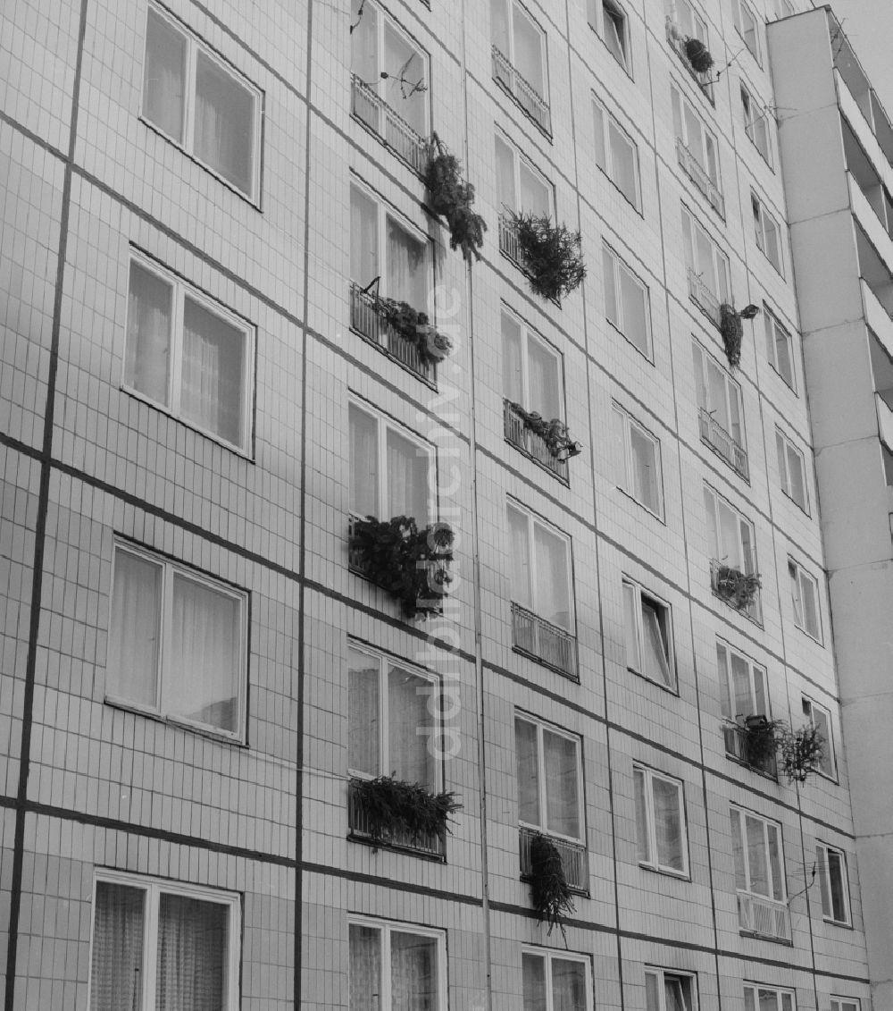 DDR-Bildarchiv: Berlin - Mitte - Weihnachtsbäume an einer Häuserfassade in Berlin - Mitte