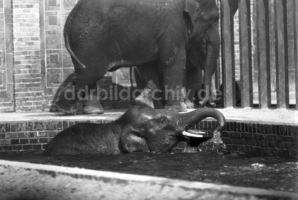 DDR-Bildarchiv: Leipzig - Zoo Leipzig, Elefantenbad