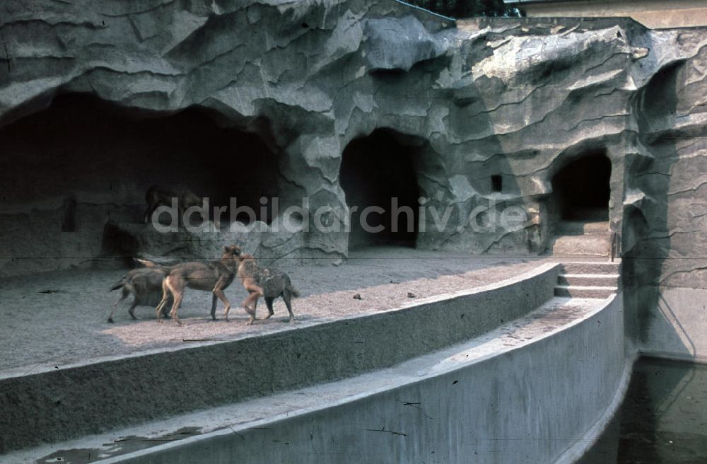 Halle an der Saale: Zoobesuch in Halle an der Saale 1943