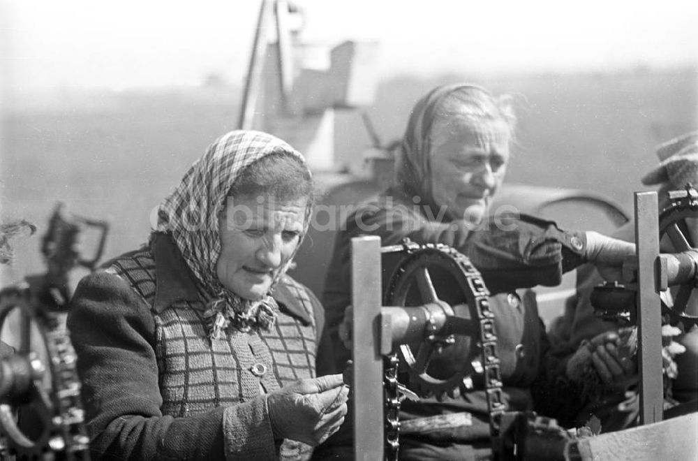 DDR-Bildarchiv: Markkleeberg - Zwei Bäuerinnen an einer Saatmaschine, Markkleeberg 1960