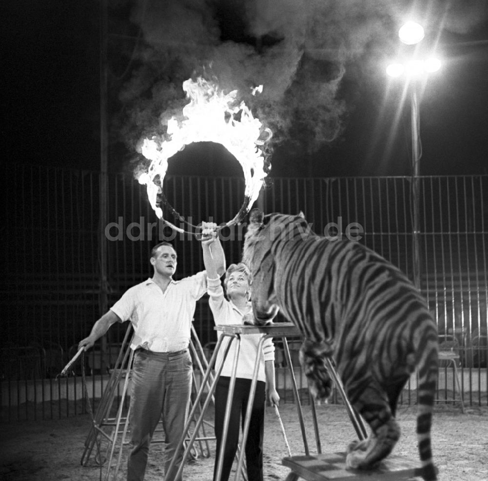 Nachtluftbild Berlin - Schauspielerin Christine Laszar und Rudolf Born bei der Probe zur Tigerdressur fuer die Nacht der Prominenten im Zirkus Olympia in Berlin in der DDR